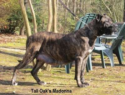 MADONNA OF TALL OAKS