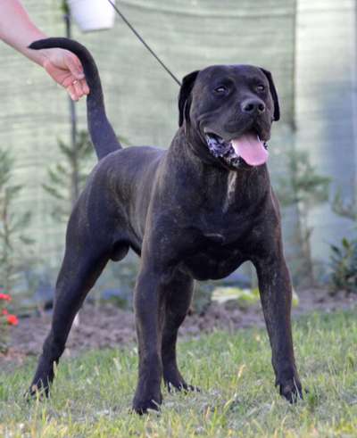 FERGUS ANTONBULL