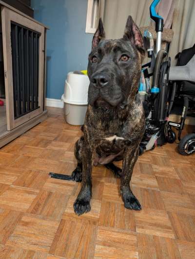 ECHO RUSSET OF PROPER K9