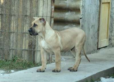 RANKO DE VIKING GUARD KENNEL