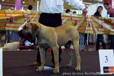NANO DE BARNACAN BULL