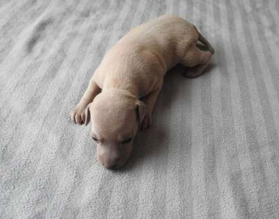 Gwinea Dogoteka FCI