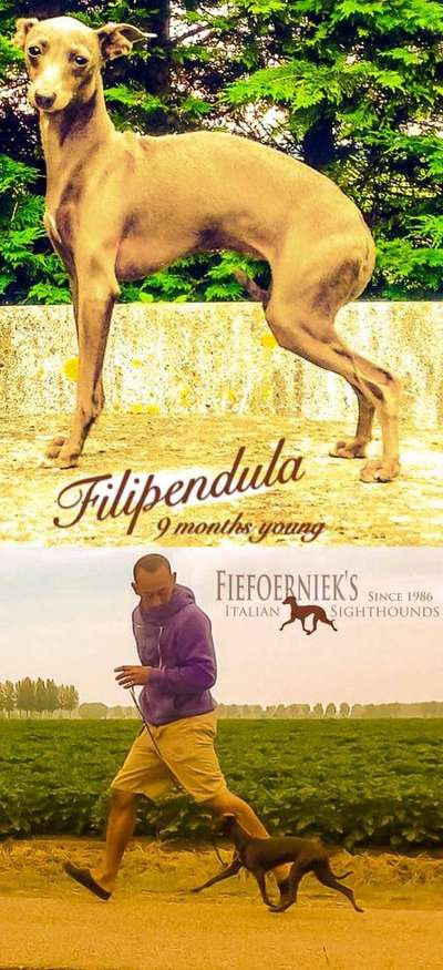 Fiefoerniek's Filipendula