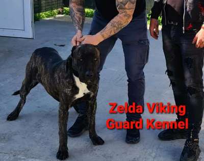 ZELDA VIKING GUARD