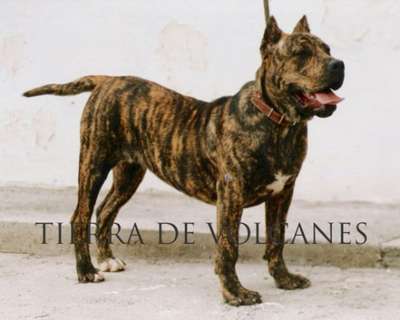 BRISA DE CANCHAS MAHAN