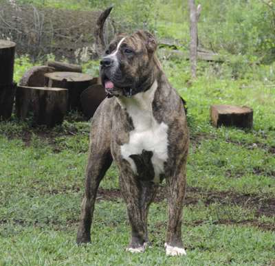 DáCIL DE LíNEA M