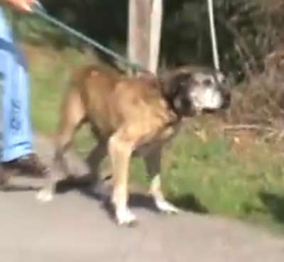 PERRO CANTADIELLO Y CURTO