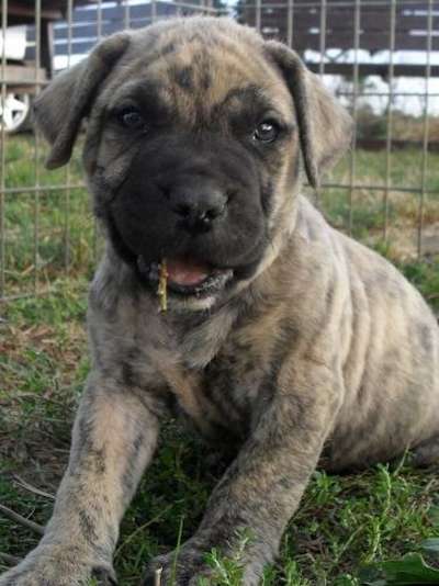 E'MOWGLI OF DOGO PARADISE