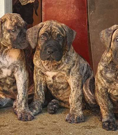 ELLA BAD DOGZ CANARIO