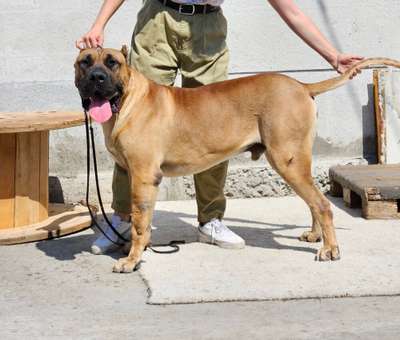 FERNANDO PERRO LOCO DE HIERRO