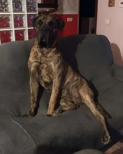 PERRO KANKAS