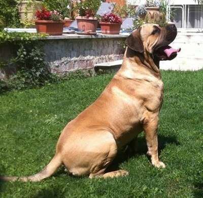 EL DEMONIC PRESA ATTLI