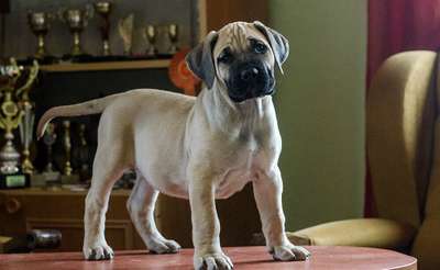 ENZO DE REY GLADIADOR