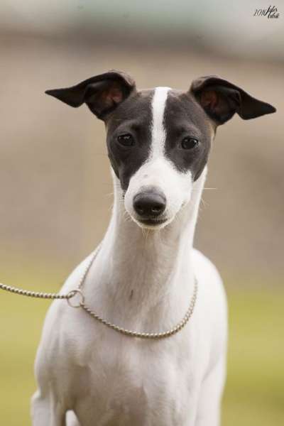 Tuarua Tabu At Beesholme