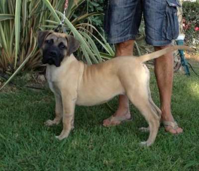 LUPA DE SPALATO BULL