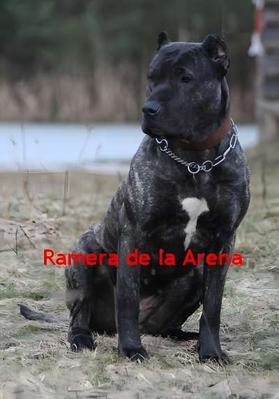 RAMERA DE LA ARENA