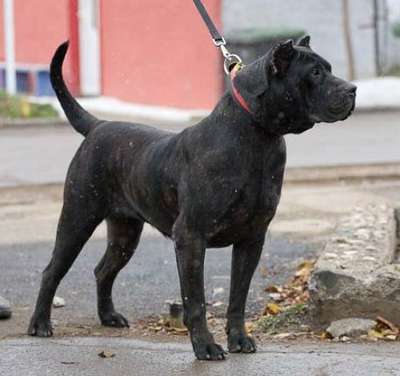 DIOSA DE TARGOVISTE