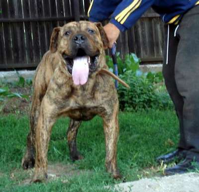 CONAN DE MOZACAN BULL