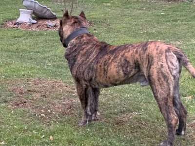 BORAN OF THUNDER RIDGE