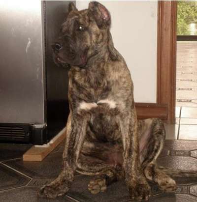 BRAVO KENNEL'S RUDY