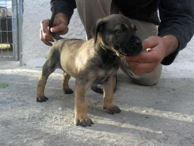 GENESIS DI DRAGO CANARIO