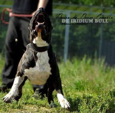 WARRIOR-BULL DE RADUCA