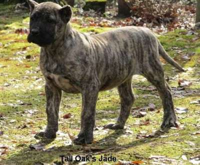 JADE OF TALL OAKS