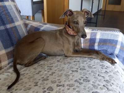 Prinzessin Toffee