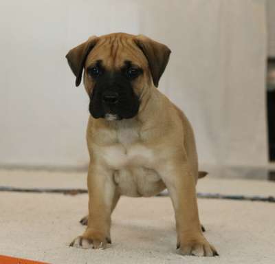 OAKLEY DE CABEZA GRANDE