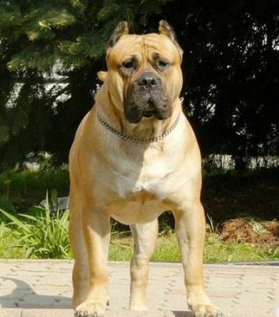 TITAN DE ALACANT BULL