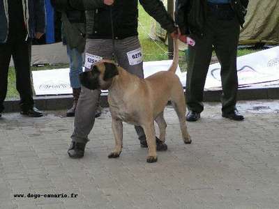 DIZAR PERRO PRESA GRAND