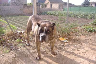 SULTAN DEL CHORO