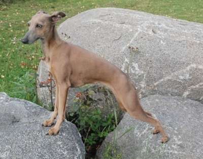 Delphina Feritte Bugsy