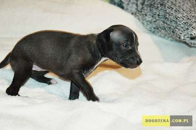 Endorfina Dogoteka FCI
