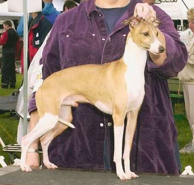 Anthony's Justa Red Dog
