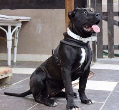 MASHA DE SALONICA PRESA