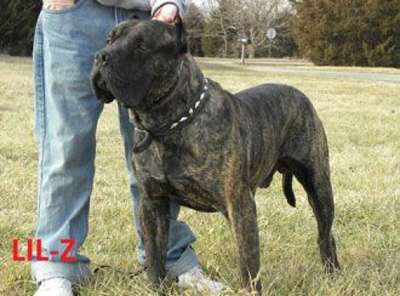 PRESA KINGDOM'S LITTLE Z