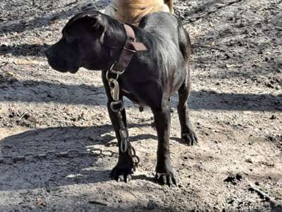 NEGRA DE LOS MORALES