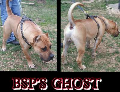 BLACK STAR PRESA'S GHOST