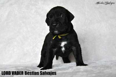 LORD VADER BESTIAS SALVAJES