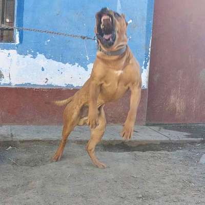 MURDOCK CHAJLLA PERRO DE PRESA