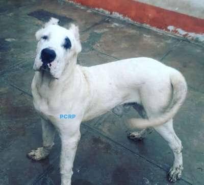 PIRATA DE PCRP KENNEL