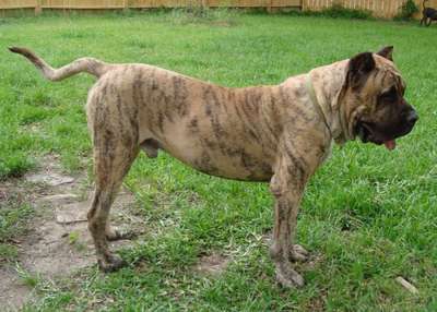 CERBEROS GRAN CANARIAN GOLIATH