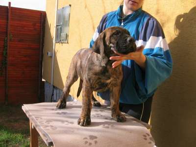 SUNDANCEDOGS ALBA