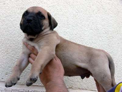 ACHILLES DE FENCING DOGS