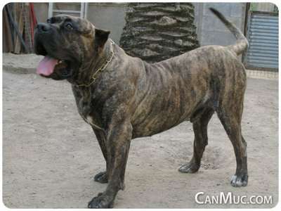 DARK DE CANMUC