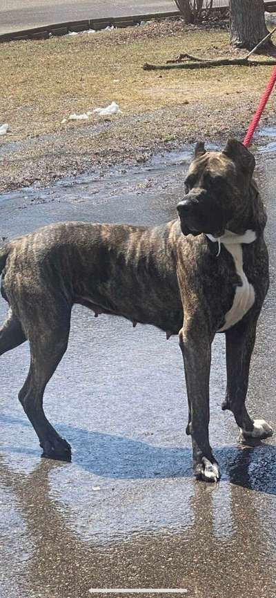 DRAKA DE ROYAL ROC