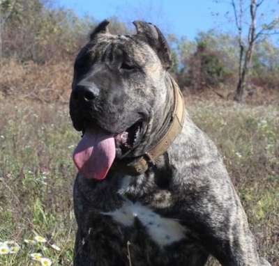 GORDI COLOSSUS OF BUKULJA