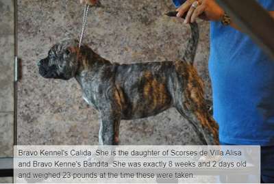 BRAVO KENNEL’S CALIDA