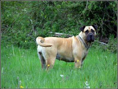 GAYA DE LA HUELLA DEL PRESA CANARIO